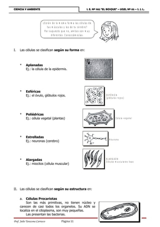 CIENCIA Y AMBIENTE                                                              I. E. Nº 1182 “EL BOSQUE” – UGEL Nº 05 – S. J. L.




                           ¿ S e r á n d e la m is m a f o r m a la s c é lu la s d e
                                 t u s m ú s c u lo s y la s d e t u c e r e b r o ?
                             P o r s u p u e s to q u e n o , a m b a s s o n m u y
                                       d if e r e n t e s . C o n o z c á m o s la s .




I.   Las células se clasifican según su forma en:



     *     Aplanadas
           Ej.: la célula de la epidermis.




     *     Esféricas
           Ej.: el óvulo, glóbulos rojos.                                                       E S FÉ R IC A
                                                                                                ( g ló b u lo s r o jo s )




     *     Poliédricas
           Ej.: célula vegetal (plantas)                                                                      C é lu la v e g e t a l




     *     Estrelladas
                                                                                                    N e u ron a
           Ej.: neuronas (cerebro)




     *     Alargadas                                                                            ALARG ADA
                                                                                                C é lu la s m u s c u la r e s lis a s
           Ej.: miocitos (célula muscular)




II. Las células se clasifican según su estructura en:


     a.   Células Procariotas
          Son las más primitivas, no tienen núcleo y
     carecen de casi todos los organelos. Su ADN se
     localiza en el citoplasma, son muy pequeñas.
          Las presentan las bacterias.

Prof. Julio Tarazona Carrasco                    Página 11
 