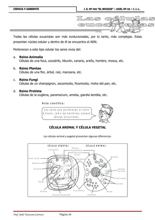 CIENCIA Y AMBIENTE                                                                                                     I. E. Nº 1182 “EL BOSQUE” – UGEL Nº 05 – S. J. L.




Todas las células eucariotas son más evolucionadas, por lo tanto, más complejas. Estas
presentan núcleo celular y dentro de él se encuentra el ADN.

Pertenecen a este tipo celular los seres vivos del:

a.   Reino Animalia
     Células de una foca, cocodrilo, tiburón, canario, araña, hombre, mosca, etc.

b.   Reino Plantae
     Células de una flor, árbol, raíz, manzana, etc.

c.   Reino Fungi
     Células de un champignon, ascomiceto, ficomiceto, moho del pan, etc.

d.   Reino Protista
     Células de la euglena, paramecium, ameba, giardia lamblia, etc.

                                          N o t a c ie n t ífic a :

                                            L o s s e r e s q u e p e r t e n e c e n a l r e in o
                                           m o n e r a , c o m o la s b a c t e r ia s , p o s e e n
                                                        c é lu la s p r o c a r io t a s .



                                                       CÉLULA ANIMAL Y CÉLULA VEGETAL

                                             Las células animal y vegetal presentan algunas diferencias:


                                                      CÉLU LA VEGETA L                                                     CÉLU LA A N IM A L
                                                                                               R e t í c u lo
                                                      C lo r o p la s t o                e n d o p la s m á t ic o
                                                                                                M e m b ra n a
                                                                                                    c e lu la r
                                                                                                                                                       N u c le o lo
              P a r e d c e lu l a r                                                                 C it o p la s m a

                     R ib o s o m a


                         N u c le o lo                                                                                                                                 A p a ra to
                                                                                                                                                                       d e G o lg i



                                                                                                                                                                C e n tro s o m a
                                  N ú c le o
                                                                                                                                                               V a c u o la s



                                       V a c u o la                                               M it o c o n d r i a s
                                                                                                                                                N ú c le o
                                                              G r á n u l o s d e A lm id ó n                               L is o s o m a s




Prof. Julio Tarazona Carrasco                                               Página 14
 