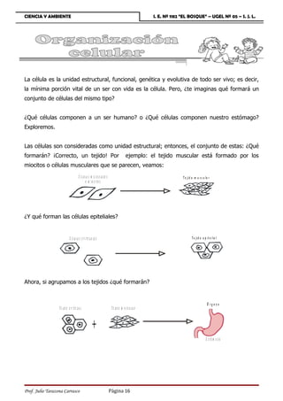 CIENCIA Y AMBIENTE                                                                                     I. E. Nº 1182 “EL BOSQUE” – UGEL Nº 05 – S. J. L.




La célula es la unidad estructural, funcional, genética y evolutiva de todo ser vivo; es decir,
la mínima porción vital de un ser con vida es la célula. Pero, ¿te imaginas qué formará un
conjunto de células del mismo tipo?


¿Qué células componen a un ser humano? o ¿Qué células componen nuestro estómago?
Exploremos.


Las células son consideradas como unidad estructural; entonces, el conjunto de estas: ¿Qué
formarán? ¡Correcto, un tejido! Por                                                       ejemplo: el tejido muscular está formado por los
miocitos o células musculares que se parecen, veamos:
                                         C é lu la s m u s c u la r e s                                              T e jid o m u s c u la r
                                                o m io c ito s




¿Y qué forman las células epiteliales?


                              C é lu la s e p i t e li a le s                                                                T e jid o e p it e lia l




Ahora, si agrupamos a los tejidos ¿qué formarán?


                                                                                                                                           Ó rgano
                  T e ji d o e p ì t e li a l                              T e ji d o m u s c u la r



                                                       +
                                                                                                                                          E stó m a g o




Prof. Julio Tarazona Carrasco                                             Página 16
 