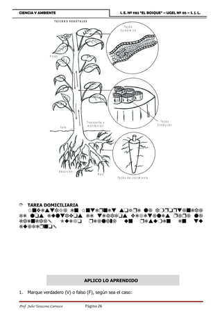 CIENCIA Y AMBIENTE                                                            I. E. Nº 1182 “EL BOSQUE” – UGEL Nº 05 – S. J. L.

                         T EJID O S V EG ETA LE S
                                                                                   T e jid o
                                                                               E p id é r m ic o




                    H o ja s




                                                    Tra n s p o rte y                                                T e jid o
                                                    d i s t r ib u c ió n                                         C o n d u cto r
                                T a llo




                               A b s o r c ió n
                                                                 R a íz
                                                                            T e j i d o d e c r e c im ie n t o




È TAREA DOMICILIARIA
  6sydvwhf` ds 6swdÌsdw vtaÌd q` hrËtÌw`sbh`
cd qtv bxqwhytv cd wdihctv ydfdw`qdv Ë`Ì` q`
bhdsbh` 9xdft Ìd`qh„` xs Ìdvxrds ds wx
bx`cdÌst




                                                  APLICO LO APRENDIDO

1.   Marque verdadero (V) o falso (F), según sea el caso:


Prof. Julio Tarazona Carrasco                     Página 26
 