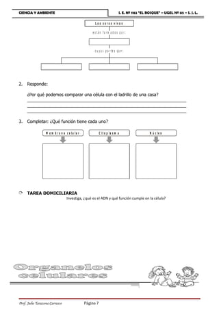 CIENCIA Y AMBIENTE                                                         I. E. Nº 1182 “EL BOSQUE” – UGEL Nº 05 – S. J. L.

                                                      L o s s e r e s v iv o s

                                                    e s tá n fo rm a d o s p o r:



                                                      c u ya s p a rte s so n :




2.   Responde:

     ¿Por qué podemos comparar una célula con el ladrillo de una casa?
     __________________________________________________________________
     __________________________________________________________________
     __________________________________________________________________

3.   Completar: ¿Qué función tiene cada uno?

                  M e m b r a n a c e lu la r              C it o p la s m a                  N ú c le o




È TAREA DOMICILIARIA
                                  Investiga, ¿qué es el ADN y qué función cumple en la célula?




Prof. Julio Tarazona Carrasco                   Página 7
 