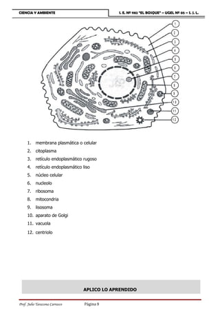 CIENCIA Y AMBIENTE                             I. E. Nº 1182 “EL BOSQUE” – UGEL Nº 05 – S. J. L.


                                                                                    1

                                                                                2

                                                                                 3

                                                                                 4

                                                                                    5

                                                                                 6

                                                                                 7

                                                                                8

                                                                                9

                                                                                10

                                                                                11

                                                                                12




     1.    membrana plasmática o celular
     2.    citoplasma
     3.    retículo endoplasmático rugoso
     4.    retículo endoplasmático liso
     5.    núcleo celular
     6.    nucleolo
     7.    ribosoma
     8.    mitocondria
     9.    lisosoma
     10. aparato de Golgi
     11. vacuola

     12. centriolo




                                   APLICO LO APRENDIDO


Prof. Julio Tarazona Carrasco       Página 9
 