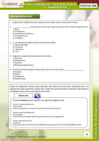 09



¿Qué aprendimos hoy?

I.   Luego de leer cuidadosamente los siguientes enunciados, marca la alternativa correcta:

1.    __________________ una sustancia viscosa rica en agua, proteínas y otros. Presenta organelos en su
      interior.
     a) El Núcleo es…
     b) La Membrana celular es…
     c) El Citoplasma es…
     d) El ADN es…

2.    Es un organelo que digiere o destruye sustancias inútiles.
     a) Aparato de Golgi
     b) Lisosomas
     c) Ribosomas
     d) N.A.

3. Organelo encargado de la reproducción de la célula.
   a) Centríolo
   b) Mitocondrias
   c) Vacuolas
   d) Retículo endoplasmático

4. Presente en la célula vegetal; le da el color verde a estos seres vivos: _____________________.
   a) Vacuolas
   b) Núcleo
   c) Cloroplastos
     d) Pared celular


Utiliza los siguientes recursos para aprender más sobre los seres vivos. Recuerda que si no
dispones de estos elementos puedes leer el libro de consulta donde encontrarás información y
actividades sobre el tema que puedes desarrollar.

             Enlaces web

     Si tienes internet puedes ingresar a las siguientes páginas web:
     Fuente: correodelmaestro.com
     Célula animal
     http://correodelmaestro.com/multimedia/celulas/celula_animal6.swf

     Fuente: www.hiperbiologia.net
     Célula vegetal
     http://www.hiperbiologia.net/animaciones/temas/eucariota/c-vegetal.swf

     Fuente: www.educarchile.cl
     Citoplasma
     http://www.educarchile.cl/Portal.Base/Web/VerContenido.aspx?GUID=123.456.789.000&ID=136117




                                                                                                     4
 