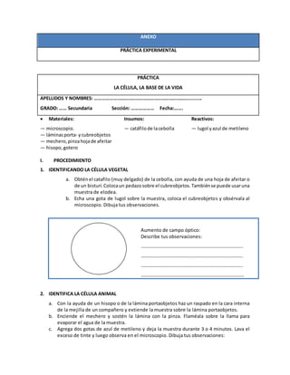 ANEXO
PRÁCTICA EXPERIMENTAL
 Materiales: Insumos: Reactivos:
— microscopio. — catáfilode lacebolla — lugol yazul de metileno
— láminasporta- ycubreobjetos
— mechero,pinzahojade afeitar
— hisopo,gotero
I. PROCEDIMIENTO
1. IDENTIFICANDO LA CÉLULA VEGETAL
a. Obténel catafilo (muy delgado) de la cebolla, con ayuda de una hoja de afeitar o
de un bisturí.Colocaun pedazosobre el cubreobjetos.Tambiénse puede usaruna
muestra de elodea.
b. Echa una gota de lugol sobre la muestra, coloca el cubreobjetos y obsérvala al
microscopio. Dibuja tus observaciones.
Aumento de campo óptico:
Describe tus observaciones:
…………………………………………………………………………..
…………………………………………………………………………..
…………………………………………………………………………..
……………………………………………………………………………
2. IDENTIFICA LA CÉLULA ANIMAL
a. Con la ayuda de un hisopo o de la lámina portaobjetos haz un raspado en la cara interna
de la mejilla de un compañero y extiende la muestra sobre la lámina portaobjetos.
b. Enciende el mechero y sostén la lámina con la pinza. Flaméala sobre la llama para
evaporar el agua de la muestra.
c. Agrega dos gotas de azul de metileno y deja la muestra durante 3 o 4 minutos. Lava el
exceso de tinte y luego observa en el microscopio. Dibuja tus observaciones:
PRÁCTICA
LA CÉLULA, LA BASE DE LA VIDA
APELLIDOS Y NOMBRES: ……………………………………………………………….............
GRADO: …… Secundaria Sección: ……………… Fecha:…….
 