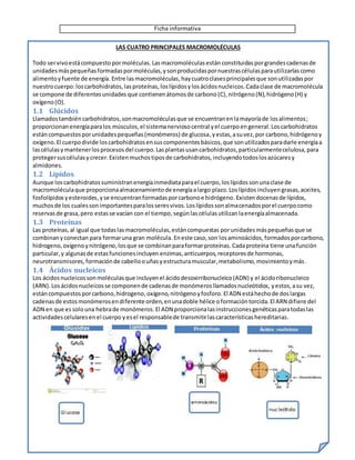 Ficha informativa
LAS CUATRO PRINCIPALES MACROMOLÉCULAS
Todo servivoestácompuesto pormoléculas. Lasmacromoléculasestán constituidas porgrandescadenasde
unidadesmáspequeñasformadaspormoléculas,ysonproducidaspornuestrascélulasparautilizarlascomo
alimentoyfuente de energía. Entre lasmacromoléculas,haycuatroclasesprincipalesque sonutilizadaspor
nuestrocuerpo:loscarbohidratos, lasproteínas, loslípidosy losácidosnucleicos.Cadaclase de macromolécula
se compone de diferentesunidades que contienenátomosde carbono (C),nitrógeno(N),hidrógeno (H) y
oxígeno(O).
1.1 Glúcidos
Llamadostambién carbohidratos,sonmacromoléculasque se encuentranenlamayoríade losalimentos;
proporcionanenergíaparalos músculos,el sistemanerviosocentral yel cuerpoengeneral.Loscarbohidratos
estáncompuestos porunidadespequeñas(monómeros) de glucosa,yestas, asuvez,por carbono,hidrógenoy
oxígeno.El cuerpodivide loscarbohidratosensuscomponentesbásicos,que sonutilizadosparadarle energíaa
lascélulasymantenerlosprocesosdel cuerpo.Lasplantasusancarbohidratos,particularmentecelulosa,para
protegersuscélulasycrecer.Existenmuchostiposde carbohidratos,incluyendotodoslosazúcaresy
almidones.
1.2 Lípidos
Aunque loscarbohidratossuministranenergíainmediataparael cuerpo,loslípidossonunaclase de
macromoléculaque proporcionaalmacenamientode energíaalargo plazo.Loslípidos incluyen grasas,aceites,
fosfolípidosyesteroides,yse encuentranformadasporcarbonoe hidrógeno.Existendocenasde lípidos,
muchosde los cualessonimportantesparalosseresvivos.Loslípidossonalmacenadosporel cuerpocomo
reservasde grasa,pero estasse vacían con el tiempo, segúnlascélulasutilizan laenergíaalmacenada.
1.3 Proteínas
Las proteínas,al igual que todaslasmacromoléculas,estáncompuestas porunidadesmáspequeñasque se
combinany conectan para formaruna gran molécula. Eneste caso,son losaminoácidos,formadosporcarbono,
hidrogeno,oxígenoynitrógeno,losque se combinanparaformarproteínas.Cadaproteína tiene unafunción
particular,y algunasde estasfuncionesincluyen enzimas,anticuerpos,receptoresde hormonas,
neurotransmisores,formaciónde cabelloouñasyestructuramuscular,metabolismo,movimientoymás.
1.4 Ácidos nucleicos
Los ácidosnucleicossonmoléculasque incluyenel ácidodesoxirribonucleico(ADN) y el ácidoribonucleico
(ARN).Losácidosnucleicosse componende cadenasde monómerosllamadosnucleótidos, yestos, asu vez,
estáncompuestos porcarbono,hidrogeno,oxígeno,nitrógenoyfosforo. El ADN estáhechode doslargas
cadenasde estosmonómerosendiferente orden,enunadoble hélice oformacióntorcida.El ARN difiere del
ADN en que es solouna hebrade monómeros.El ADN proporcionalasinstruccionesgenéticasparatodaslas
actividadescelularesenel cuerpo yesel responsablede transmitirlascaracterísticashereditarias.
 