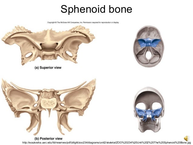 Cta 201 module 5 cranium bones and facial bones (1) blank diagrams of middle ear 