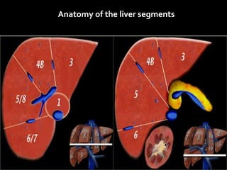 Anatomy of the liver segments
 