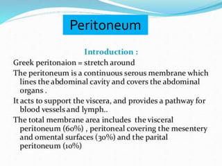Peritoneum
 