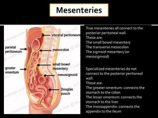 Mesenteries
True mesenteries all connect to the
posterior peritoneal wall.
These are:
The small bowel mesentery
The transverse mesocolon
The sigmoid mesentery (or
mesosigmoid)
Specialized mesenteries do not
connect to the posterior peritoneal
wall.
These are:
The greater omentum: connects the
stomach to the colon
The lesser omentum: connects the
stomach to the liver
The mesoappendix: connects the
appendix to the ileum
 