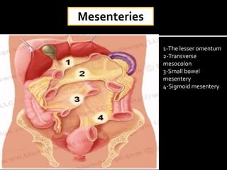 1-The lesser omentum
2-Transverse
mesocolon
3-Small bowel
mesentery
4-Sigmoid mesentery
Mesenteries
 