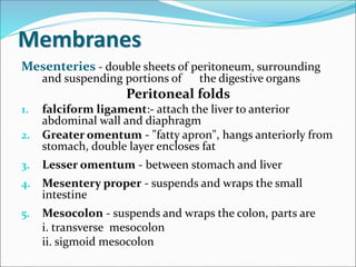 Membranes
Mesenteries - double sheets of peritoneum, surrounding
and suspending portions of the digestive organs
Peritoneal folds
1. falciform ligament:- attach the liver to anterior
abdominal wall and diaphragm
2. Greater omentum - "fatty apron", hangs anteriorly from
stomach, double layer encloses fat
3. Lesser omentum - between stomach and liver
4. Mesentery proper - suspends and wraps the small
intestine
5. Mesocolon - suspends and wraps the colon, parts are
i. transverse mesocolon
ii. sigmoid mesocolon
 