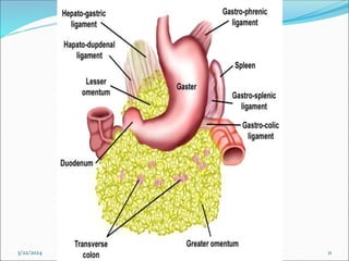 3/22/2024 ABDOMEN PRESENTATION BY SUDIL 11
 