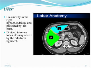 Liver:
 Lies mostly in the
right
hypochondrium, and
protected by rib
cage.
 Divided into two
lobes of unequal size
by the falciform
ligament.
3/22/2024 17
 