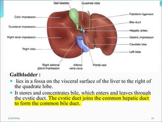 Gallbladder :
 lies in a fossa on the visceral surface of the liver to the right of
the quadrate lobe.
 It stores and concentrates bile, which enters and leaves through
the cystic duct. The cystic duct joins the common hepatic duct
to form the common bile duct.
3/22/2024 27
 