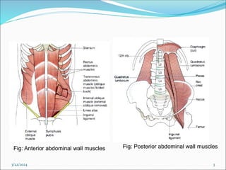 3/22/2024 3
Fig: Anterior abdominal wall muscles Fig: Posterior abdominal wall muscles
 