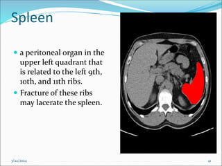 Spleen
 a peritoneal organ in the
upper left quadrant that
is related to the left 9th,
10th, and 11th ribs.
 Fracture of these ribs
may lacerate the spleen.
3/22/2024 41
 