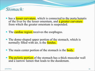 Stomach:
 has a lesser curvature, which is connected to the porta hepatis
of the liver by the lesser omentum, and a greater curvature
from which the greater omentum is suspended.
 The cardiac region receives the esophagus.
 The dome-shaped upper portion of the stomach, which is
normally filled with air, is the fundus.
 The main center portion of the stomach is the body.
 The pyloric portion of the stomach has a thick muscular wall
and a narrow lumen that leads to the duodenum.
3/22/2024 44
 