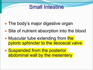Small Intestine
 The body’s major digestive organ
 Site of nutrient absorption into the blood
 Muscular tube extending from the
pyloric sphincter to the ileocecal valve
 Suspended from the posterior
abdominal wall by the mesentery
 