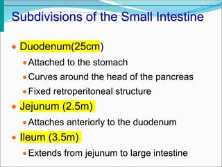 Subdivisions of the Small Intestine
 Duodenum(25cm)
Attached to the stomach
Curves around the head of the pancreas
Fixed retroperitoneal structure
 Jejunum (2.5m)
Attaches anteriorly to the duodenum
 Ileum (3.5m)
Extends from jejunum to large intestine
 