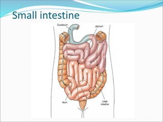 Small intestine
 