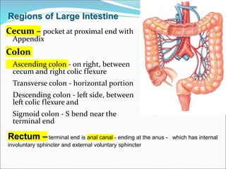 Cecum – pocket at proximal end with
Appendix
Colon
Ascending colon - on right, between
cecum and right colic flexure
Transverse colon - horizontal portion
Descending colon - left side, between
left colic flexure and
Sigmoid colon - S bend near the
terminal end
Regions of Large Intestine
Rectum –terminal end is anal canal - ending at the anus - which has internal
involuntary sphincter and external voluntary sphincter
 
