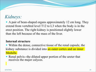 Kidneys:
 A pair of bean-shaped organs approximately 12 cm long. They
extend from vertebral level T12 to L3 when the body is in the
erect position. The right kidney is positioned slightly lower
than the left because of the mass of the liver.
Internal structure
 Within the dense, connective tissue of the renal capsule, the
kidney substance is divided into an outer cortex and an inner
Medulla
 Renal pelvis--the dilated upper portion of the ureter that
receives the major calyces.
3/22/2024 70
 