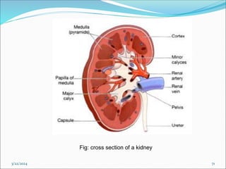 3/22/2024 71
Fig: cross section of a kidney
 