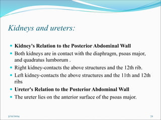 Kidneys and ureters:
 Kidney's Relation to the Posterior Abdominal Wall
 Both kidneys are in contact with the diaphragm, psoas major,
and quadratus lumborum .
 Right kidney-contacts the above structures and the 12th rib.
 Left kidney-contacts the above structures and the 11th and 12th
ribs
 Ureter's Relation to the Posterior Abdominal Wall
 The ureter lies on the anterior surface of the psoas major.
3/22/2024 72
 