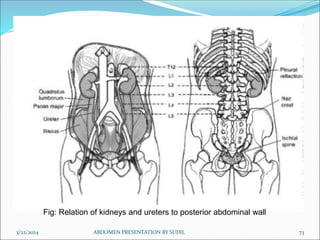 3/22/2024 ABDOMEN PRESENTATION BY SUDIL 73
Fig: Relation of kidneys and ureters to posterior abdominal wall
 