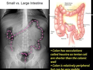 • Colon has sacculations
called haustra as teniae coli
are shorter than the colonic
wall
• Colon is relatively peripheral
 