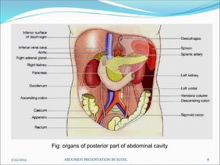 3/22/2024 ABDOMEN PRESENTATION BY SUDIL 8
Fig: organs of posterior part of abdominal cavity
 