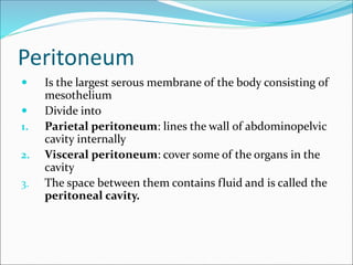 Peritoneum
 Is the largest serous membrane of the body consisting of
mesothelium
 Divide into
1. Parietal peritoneum: lines the wall of abdominopelvic
cavity internally
2. Visceral peritoneum: cover some of the organs in the
cavity
3. The space between them contains fluid and is called the
peritoneal cavity.
 