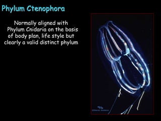 Ctenophores-Ctenophores-Ctenophores-.ppt