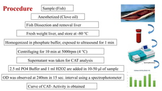 Ctalase Activity.pptx in fish ..avinashh | PPTX
