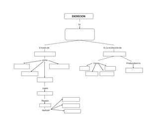 Es
A travésde Es la recolecciónde
como:
Como Producidaenla
cuyos
Poseen
realizan
EXCRECION