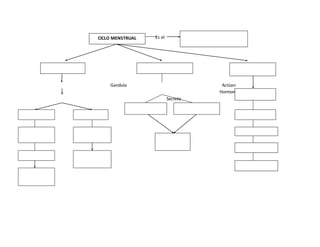 Es el
Gandula Actúan
Hormonas
Secreta
CICLO MENSTRUAL