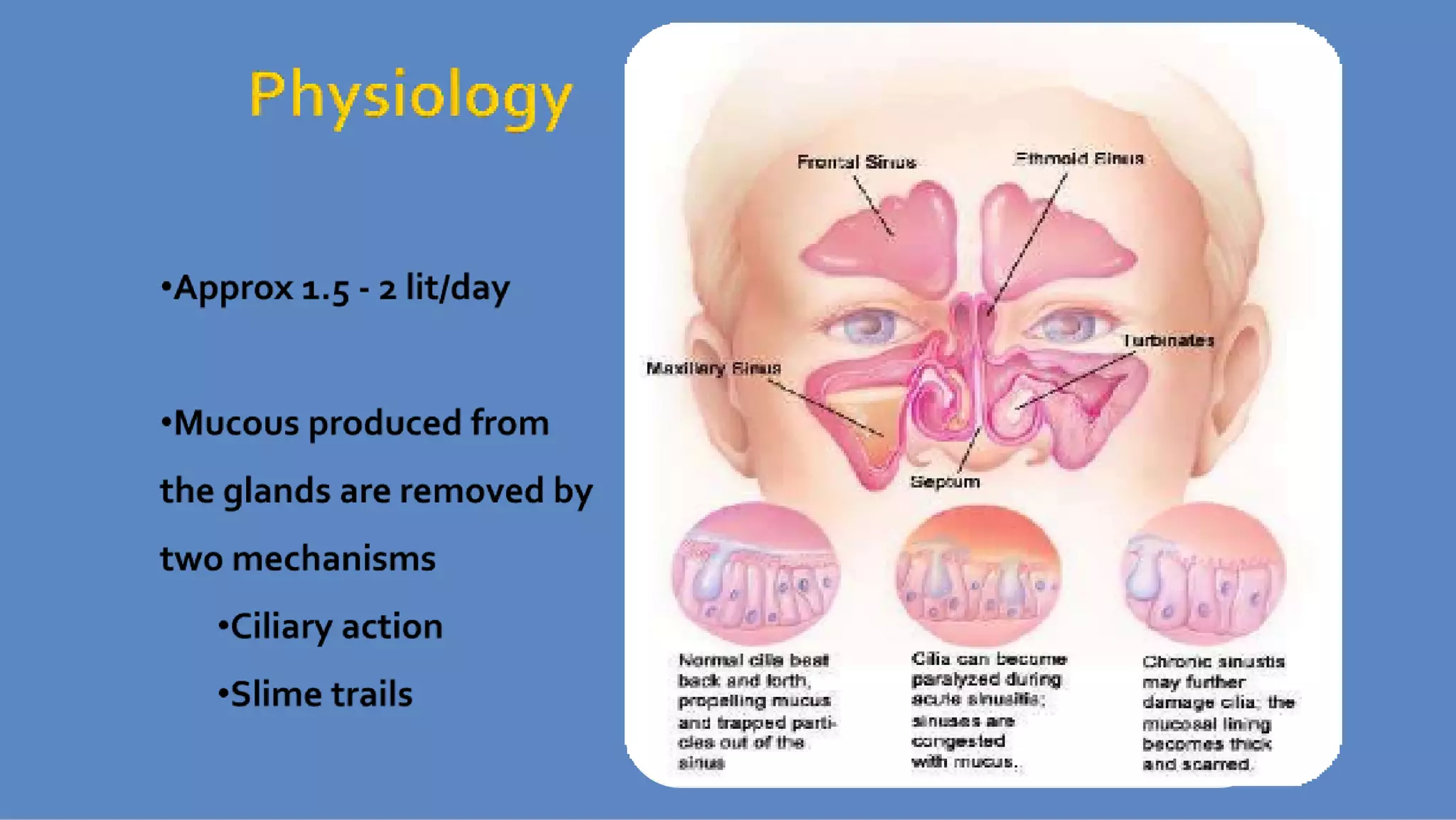 Ct anatomy of paranasal sinuses( PNS) pk.pdf ppt PPT