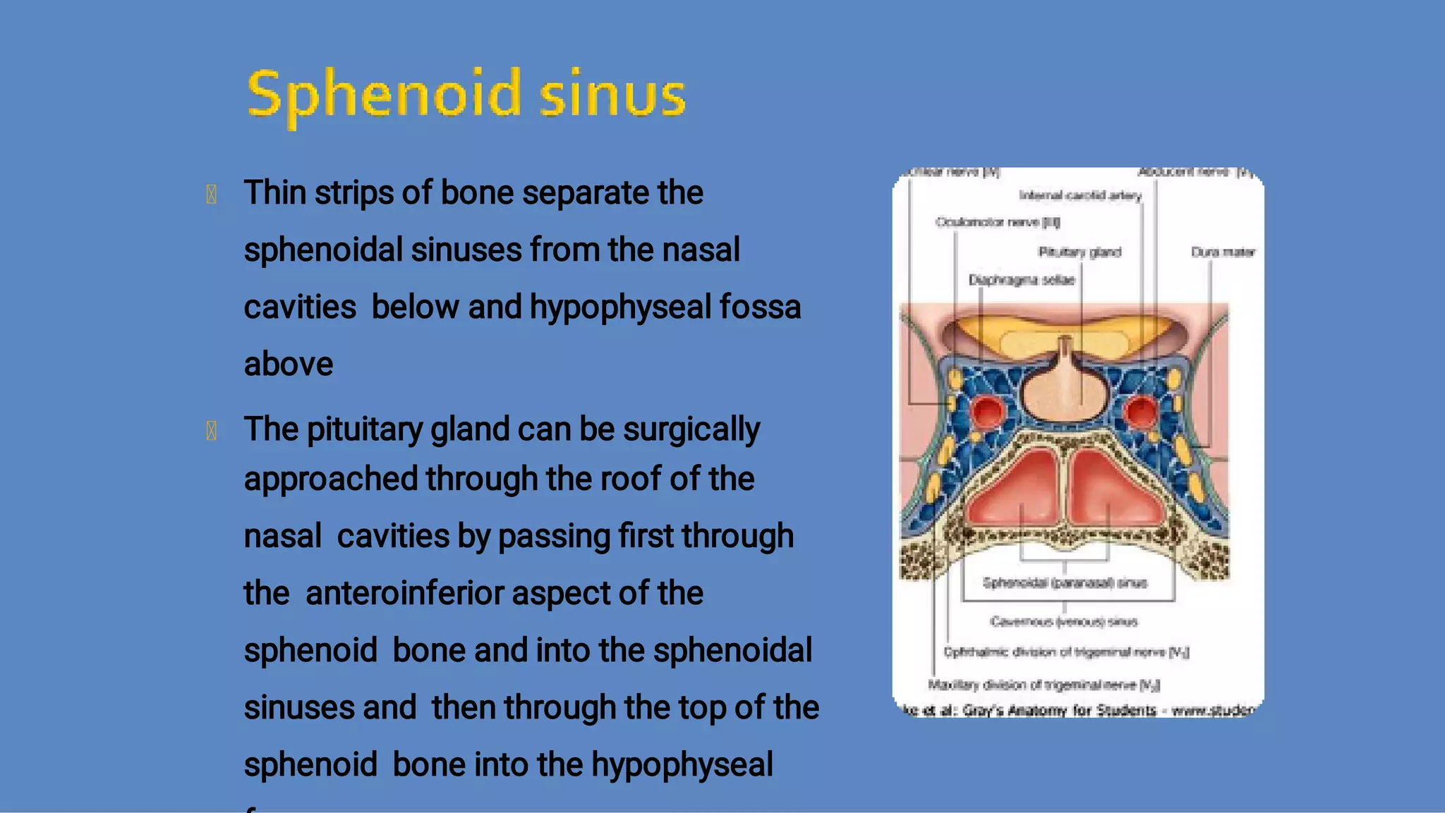 Ct anatomy of paranasal sinuses( PNS) pk.pdf ppt PPT
