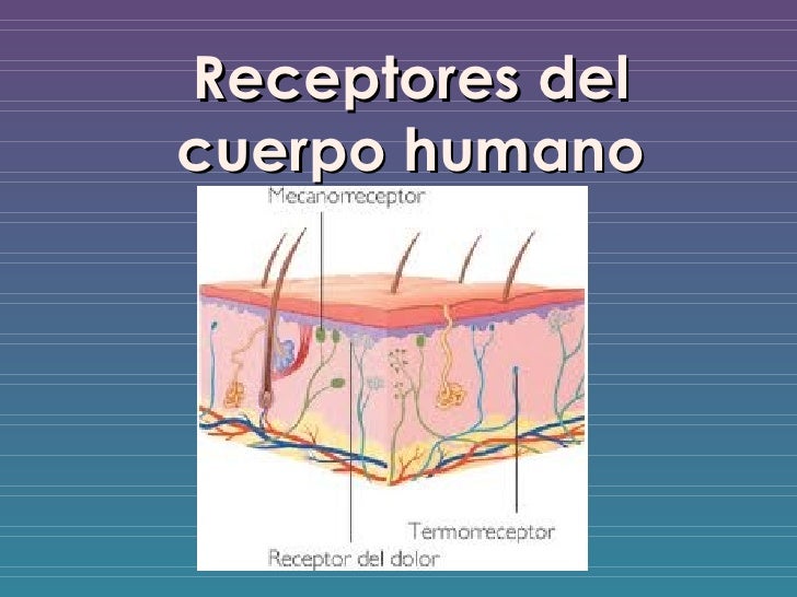 Resultado de imagen de receptores en el cuerpo humano