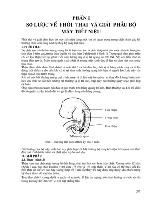 247
phÇn I
s¬ l−îc vÒ Ph«i thai vμ gi¶i phÉu bé
m¸y tiÕt niÖu
Ph«i thai vµ gi¶i phÉu häc bé m¸y tiÕt niÖu ®ãng mét vai trß quan träng trong chÈn ®o¸n c¸c bÊt
th−êng bÈm sinh còng nh− bÖnh lý bé m¸y tiÕt niÖu.
I. Ph«i thai
Bé phËn t¹o thµnh thËn trong t−¬ng lai lµ hËu thËn tøc lµ phÇn thÊp nhÊt cña mét cÊu tróc bao gåm
tiÒn thËn ë trªn cao, trung thËn ë gi÷a vµ hËu thËn ë thÊp nhÊt ( h×nh 1). Trong qu¸ tr×nh ph¸t triÓn
chØ cã hËu thËn tiÕp tôc ph¸t triÓn n»m t−¬ng øng ë vÞ trÝ ngang eo trªn (S1, S2) cßn tiÒn thËn vµ
trung thËn teo ®i. MÇm niÖu qu¶n xuÊt ph¸t tõ xoang niÖu sinh dôc ®i lªn vµ c¾m vµo mÆt tr−íc
hËu thËn.
ThËn chÝnh thøc ®−îc h×nh thµnh tõ tuÇn thø 6 vµ b¾t ®Çu thay ®æi vÞ trÝ b»ng c¸ch xoay vµ ®i lªn
®ång thêi diÔn ra cho ®Õn khi cã vÞ trÝ nh− b×nh th−êng trong hè thËn ë ng−êi lín. Lóc nµy rèn
thËn n»m ë mÆt tr−íc trong.
Khi cã mét bÊt th−êng trong qu¸ tr×nh xoay vµ ®i lªn nµy bao gåm sù thay ®æi kh«ng hoµn toµn
hay qu¸ møc sÏ dÉn ®Õn nh÷ng bÊt th−êng vÒ vÞ trÝ cao, thÊp, hay bÊt th−êng quay hoÆc phèi hîp
c¶ hai...
èng niÖu rèn (ouraque) b¾t ®Çu tõ gãc tr−íc trªn bµng quang tíi rèn. B×nh th−êng sau khi trÎ chµo
®êi èng nµy teo l¹i thµnh d¶i x¬ gäi lµ d©y ch»ng rèn bµng quang.
BÊt th−êng cña bé m¸y sinh dôc hay phèi hîp víi bÊt th−êng bé m¸y tiÕt niÖu liªn quan mËt thiÕt
®Õn qu¸ tr×nh h×nh thµnh vµ ph¸t triÓn tuyÕn sinh dôc.
II. Gi¶i phÉu
2.1.ThËn ( h×nh 2)
ThËn n»m sau phóc m¹c trong hè th¾t l−ng, thËn tr¸i h¬i cao h¬n thËn ph¶i. X−¬ng s−ên 12 n»m
chÕch ë sau, b¾t chÐo kho¶ng vÞ trÝ gi÷a 1/3 trªn vµ 1/3 gi÷a thËn. VÞ trÝ nµy cã thÓ thay ®æi khi
thë, thËn cã thÓ lªn cao hay xuèng thÊp tíi 3 cm. Sù thay ®æi nµy ®−îc øng dông kh¸ nhiÒu trong
kü thuËt th¨m dß vµ chÈn ®o¸n.
Trôc thËn chÕch xuèng d−íi ra ngoµi vµ ra tr−íc. ë líp c¾t ngang: rèn thËn h−íng ra tr−íc vµ vµo
trong kho¶ng 40° ®Õn 50° so víi mÆt ph¼ng tr¸n.
HËu thËn
Trung thËn
TiÒn thËn
MÇm niÖu qu¶n
H×nh 1. Bé m¸y tiÕt niÖu ë thêi kú thai 5 tuÇn
 