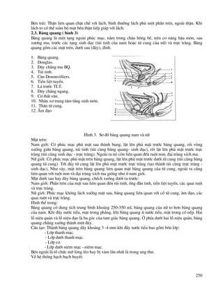 250
Bªn tr¸i: ThËn liªn quan chÆt chÏ víi l¸ch, b×nh th−êng l¸ch phñ mét phÇn trªn, ngoµi thËn. Khi
l¸ch to cã thÓ toµn bé mÆt bªn thËn tiÕp gi¸p víi l¸ch.
2.3. Bµng quang ( h×nh 3)
Bµng quang lµ mét t¹ng ngoµi phóc m¹c, n»m trong chËu h«ng bÐ, trªn c¬ n©ng hËu m«n, sau
x−¬ng mu, tr−íc c¸c t¹ng sinh dôc (tói tinh cña nam hoÆc tö cung cña n÷) vµ trùc trµng. Bµng
quang gåm c¸c mÆt trªn, d−íi sau (®¸y), ®Ønh.
1. Bµng quang.
2. Douglas.
3. D©y ch»ng mu BQ.
4. Tói tinh.
5. C©n Denonvilliers.
6. TiÒn liÖt tuyÕn.
7. L¸ tr−íc TLT.
8. D©y ch»ng ngang.
9. C¬ th¾t v©n.
10. Nh©n x¬ trung t©m tÇng sinh m«n.
11. Th©n tö cung.
12. ¢m ®¹o
H×nh 3. S¬ ®å bµng quang nam vµ n÷
MÆt trªn:
Nam giíi: Cã phóc m¹c phñ mÆt sau thµnh bông, lËt lªn phñ mÆt tr−íc bµng quang, råi vßng
xuèng gi÷a bµng quang, tói tinh (tói cïng bµng quang- sinh dôc), råi lËt lªn phñ mÆt tr−íc trùc
trµng (tói cïng sinh dôc - trùc trµng). Ngoµi ra nã cßn liªn quan ®Õn ruét non, ®¹i trµng xÝch ma.
N÷ giíi: Cã phóc m¹c phñ mÆt trªn bµng quang, lËt lªn phñ mÆt tr−íc d−íi tö cung (tói cïng bµng
quang tö cung). Tíi ®¸y tö cung lËt lªn phñ mÆt tr−íc trùc trµng (t¹o thµnh tói cïng trùc trµng -
sinh dôc). Nh− vËy, mÆt trªn bµng quang liªn quan mÆt bµng quang cña tö cung, ngoµi ra còng
liªn quan víi ruét non vµ ®¹i trµng xÝch ma gièng nh− ë nam giíi.
MÆt d−íi sau hay ®¸y bµng quang, chÕch xuèng d−íi ra tr−íc:
Nam giíi: PhÇn trªn cña mÆt sau liªn quan ®Õn tói tinh, èng ®Én tinh, tiÒn liÖt tuyÕn, c¸c quai ruét
vµ trùc trµng.
N÷ giíi: Phóc m¹c kh«ng l¸ch xuèng mÆt sau, bµng quang liªn quan víi cæ tö cung, ©m ®¹o, c¸c
quai ruét vµ trùc trµng.
H×nh thÓ trong:
Bµng quang cã dung tÝch trung b×nh kho¶ng 250-350 ml, bµng quang cña n÷ to h¬n bµng quang
cña nam. Khi ®Çy n−íc tiÓu, mÆt trong ph¼ng, khi bµng quang Ýt n−íc tiÓu, mÆt trong cã nÕp. Hai
lç niÖu qu¶n vµ lç niÖu ®¹o lµ ba gãc cña tam gi¸c bµng quang. ë phÝa d−íi hai lç niÖu qu¶n, bµng
quang chòng xuèng thµnh mét ®¸y.
CÊu t¹o: Thµnh bµng quang dÇy kho¶ng 3 -4 mm khi ®Çy n−íc tiÓu bao gåm bèn líp:
- Líp thanh m¹c.
- Líp d−íi thanh m¹c.
- Líp c¬.
- Líp d−íi niªm m¹c - niªm m¹c.
Bªn ngoµi lµ tæ chøc mì láng lÎo hay bÞ x©m lÊn nhÊt lµ trong ung th−.
VÒ hÖ thèng h¹ch b¹ch huyÕt:
 