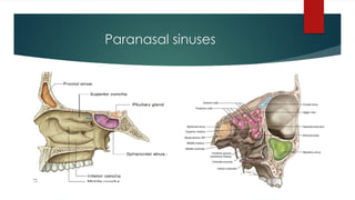 Paranasal sinuses
 