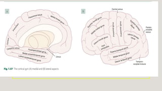 Cardunculus Brain Radiological anatomy of brain.pptx