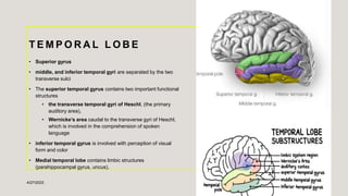 Temporal Gyrus Function Radiological anatomy of brain.pptx