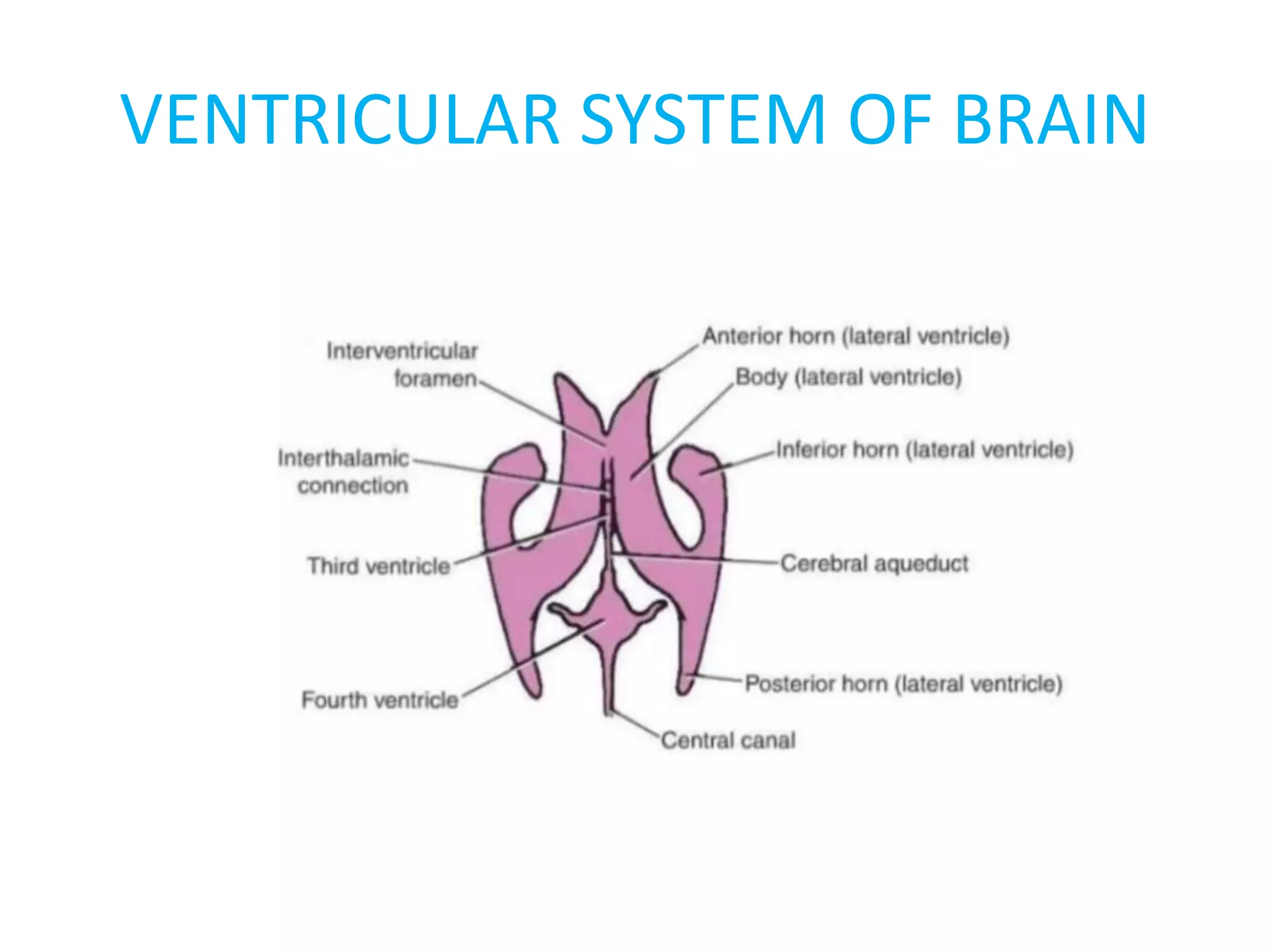 CT BRAIN ANATOMY pptx Ct brain anatomy pptx