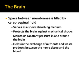 CT Brain | PPTX