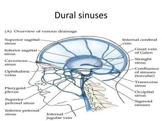 Dural sinuses
 