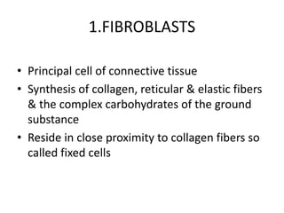 1.FIBROBLASTS
• Principal cell of connective tissue
• Synthesis of collagen, reticular & elastic fibers
& the complex carbohydrates of the ground
substance
• Reside in close proximity to collagen fibers so
called fixed cells
 
