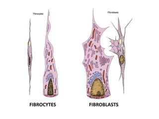 FIBROCYTES FIBROBLASTS
 