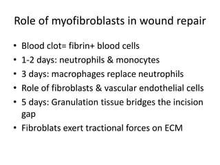 Role of myofibroblasts in wound repair
• Blood clot= fibrin+ blood cells
• 1-2 days: neutrophils & monocytes
• 3 days: macrophages replace neutrophils
• Role of fibroblasts & vascular endothelial cells
• 5 days: Granulation tissue bridges the incision
gap
• Fibroblats exert tractional forces on ECM
 